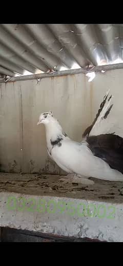 2 chicks pair one single male