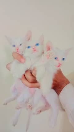peshion kitten both and female for sale price final 6 thousand