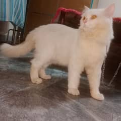 percian cat male