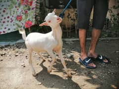 Male Bakra for sale/ Teddy Bakra/ Goat for Sale