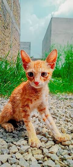 Blue Eyes Persian Triple Coat Baby