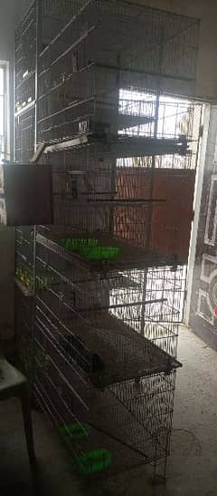 birds setup for sale 0