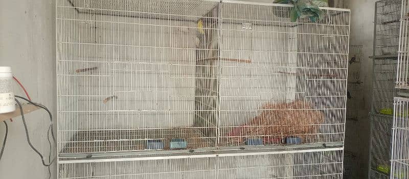 birds setup for sale 1