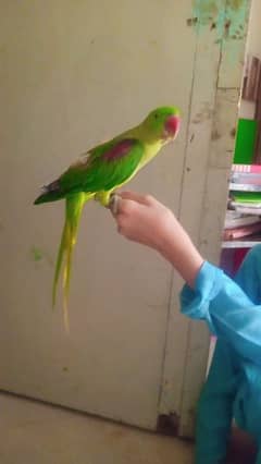 speaking parrot