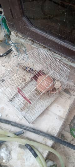 Parrot | Hen | Cage