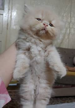 pure persian kitten