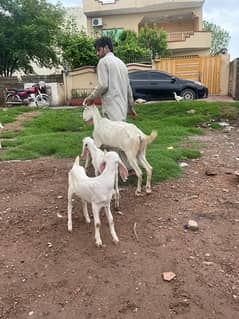 two Rajan Puri goats 4 kids