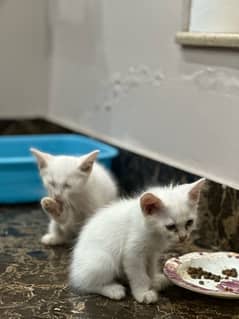 Persian Kittens for sale 5k/- each