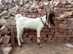 bakr or dundi bakri for sale 03052593845