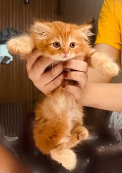 Pure persian breed kittens