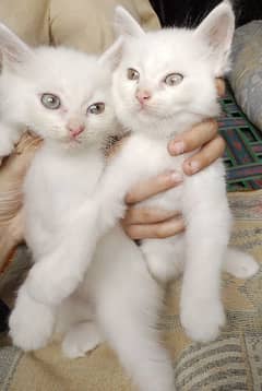 pure white persian male and female kittens pair available for sale