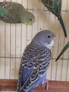 Budgies for sale