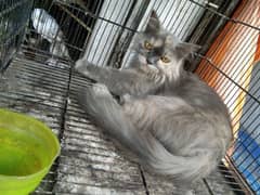 Persian cat available hai