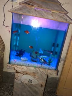 Fish Aquarium for Sale (2 ft)