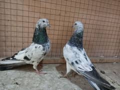 Bajrai pigeons