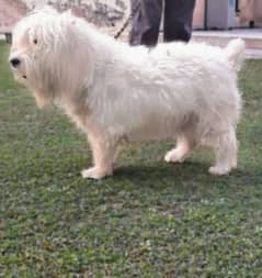 American Poodle white Dog.  long hair