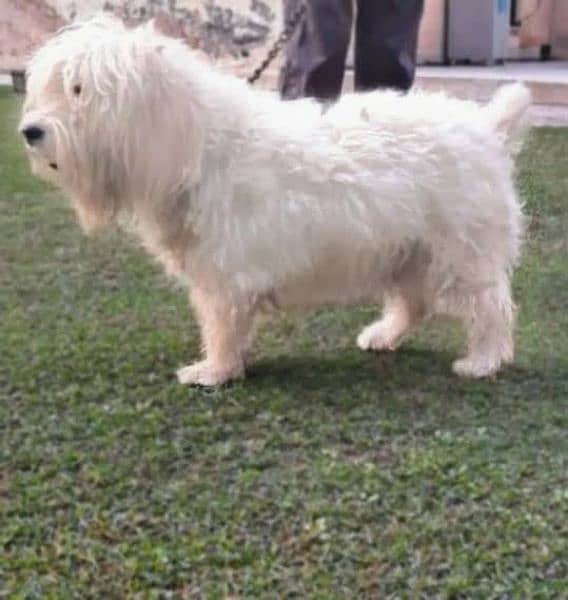 American Poodle white Dog.  long hair 0