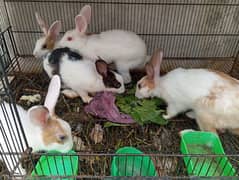 5 adult Rabbit 2 female 3 male health