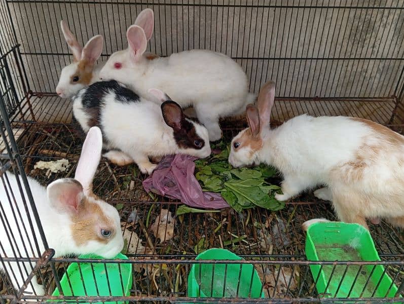 5 adult Rabbit 2 female 3 male health 0