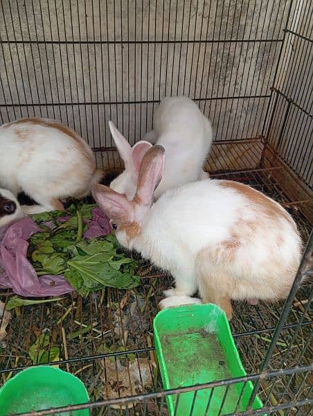 5 adult Rabbit 2 female 3 male health 1