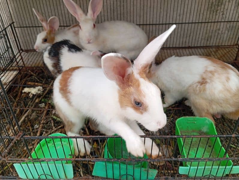 5 adult Rabbit 2 female 3 male health 2