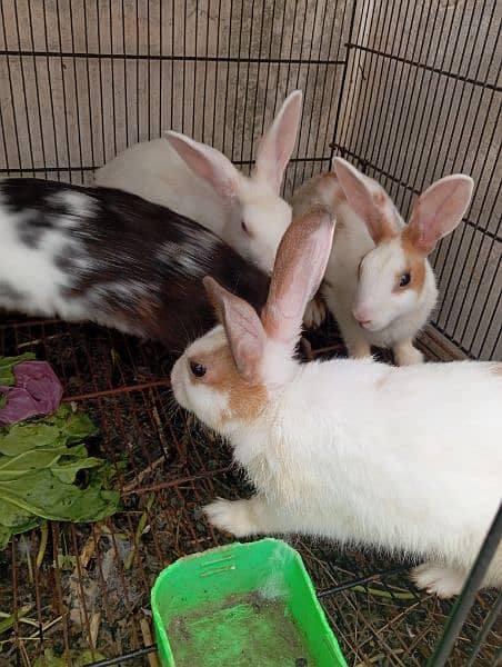 5 adult Rabbit 2 female 3 male health 3