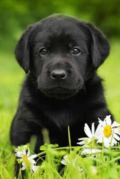 Black Labrador Puppy