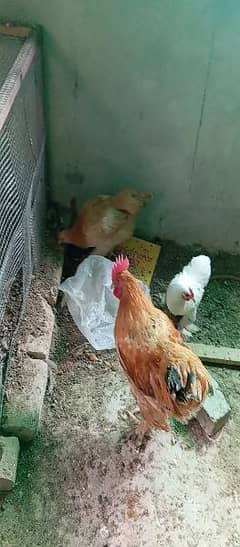 Bantom, golden buff, asleep and golden misri chickens for sale