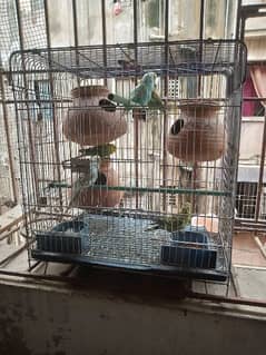 budgies and cage