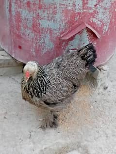 golden heavy buff male and black barhama female