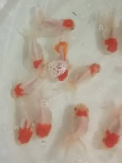 Red cap oranda jelly head