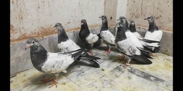 Pigeongs chicks for high flying location Sialkot