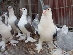 Silver sherazi pigeons