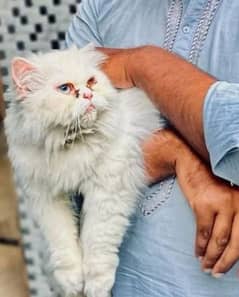 persian cat for sale