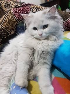 persian kitten for sale