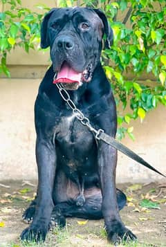 Cane Corso