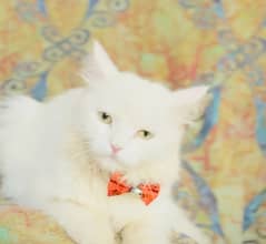 Persian Cat female