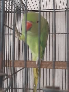 Parrot for sale