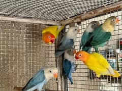 Blue Oplines/Common Lotino/Lotino Fishri/AlbinoRed Eye/love bird