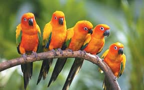 Sun conure breeder pairs