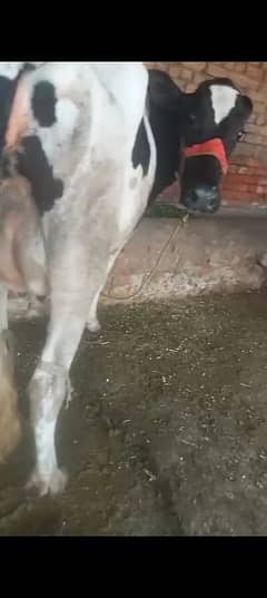 Saari Pahlan cow h Achi nasal ki.