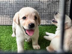 Labrador Puppy all female golden pedigree