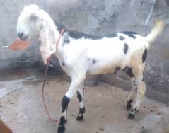 1 bakra or 1 path for sell