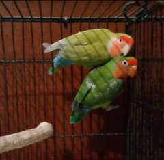 Lovebird Pair For Sale 0