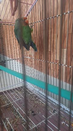 this is lovebird