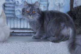 grey triple coated female cat for sale