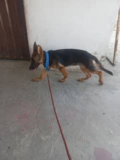 German shepherd 4months old female