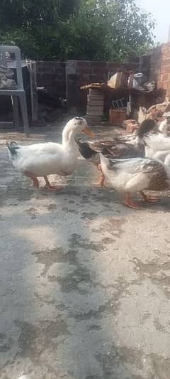 5 Ducks for sell