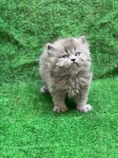 Persian female grey kitten for sale