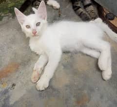 Persian cat with 5 Persian kitten single and double coat